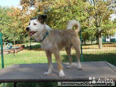 Венечка в добрые руки