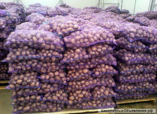 Картофель оптом 5+ от производителя/от 7,5р/кг