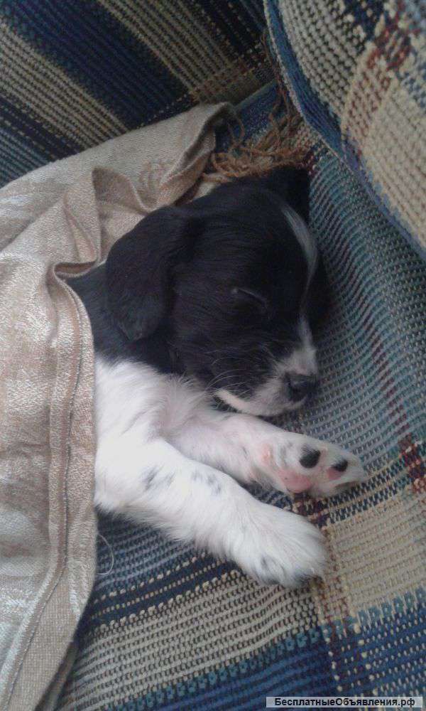 Щенка русского спаниеля недорого