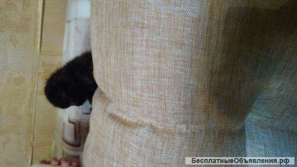 Замечательных британских котят