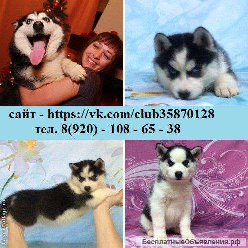 Ярких щенков хаски чёрно-белого окраса