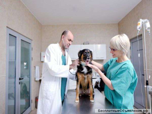 Ветеринарная компания открыла набор ветеринаров