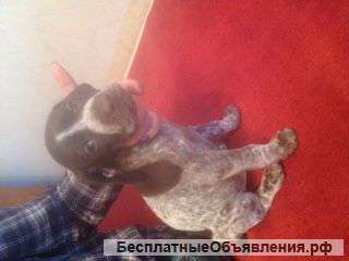 Щенки немецкого курцхаара от дипломированных родителей