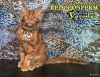 Брутальный Кот мейн - кун - Ярослав