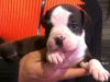 Чистокровные щенки Американского стаффордширского терьера