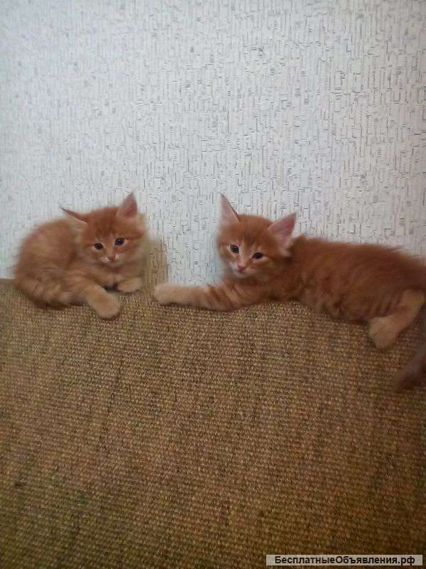 Отдам в добрые руки котят