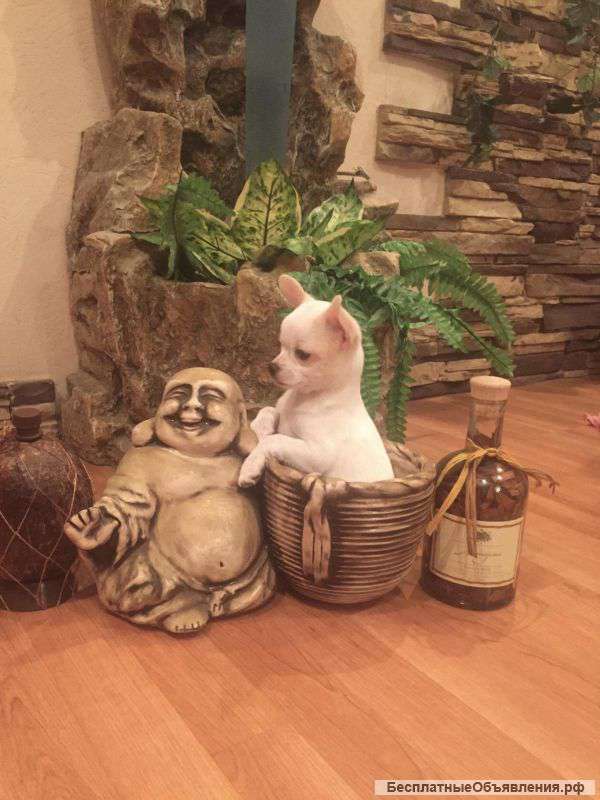 Чи-хуа-хуа самые миниатюрные обоятельные и привлкательные