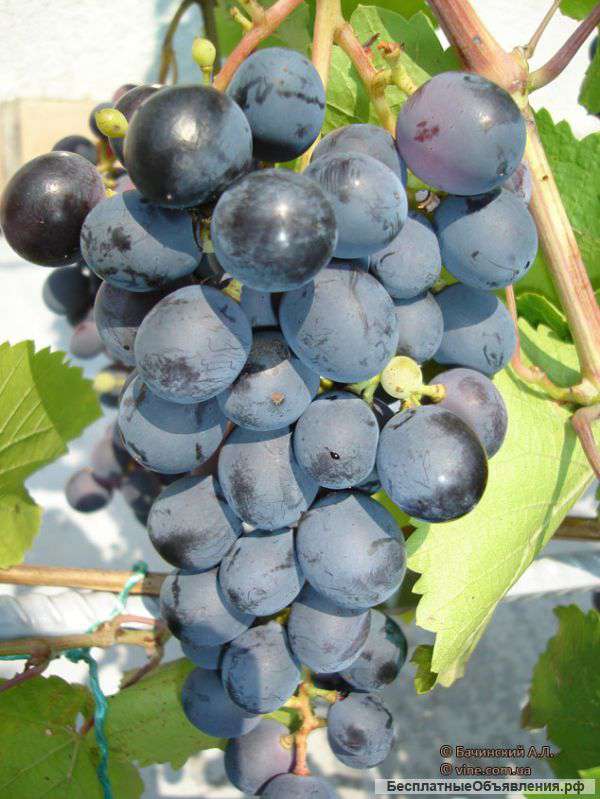 Черенки саженцы винограда