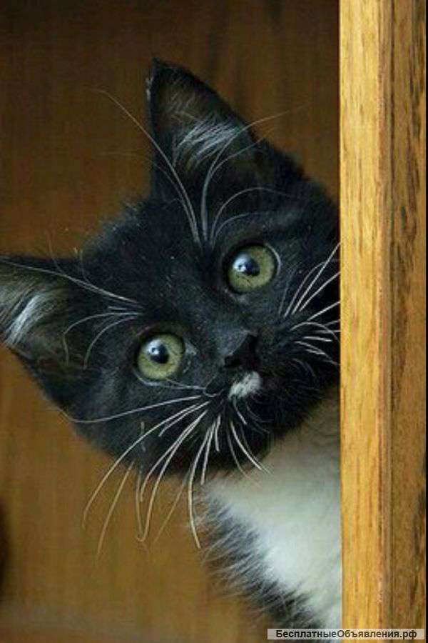 Котика 2 месяца