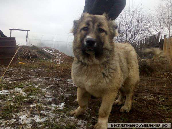 Щенков кавказской овчарки