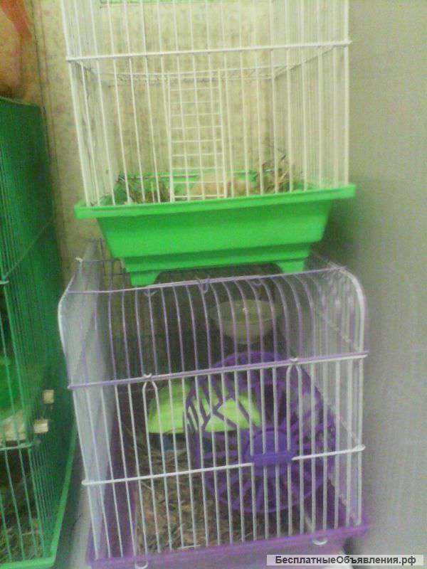 Два сирийских хомяка