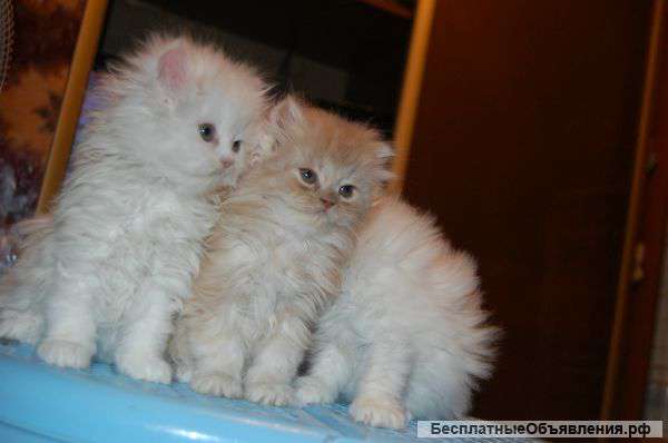 Персы ,котята продаются