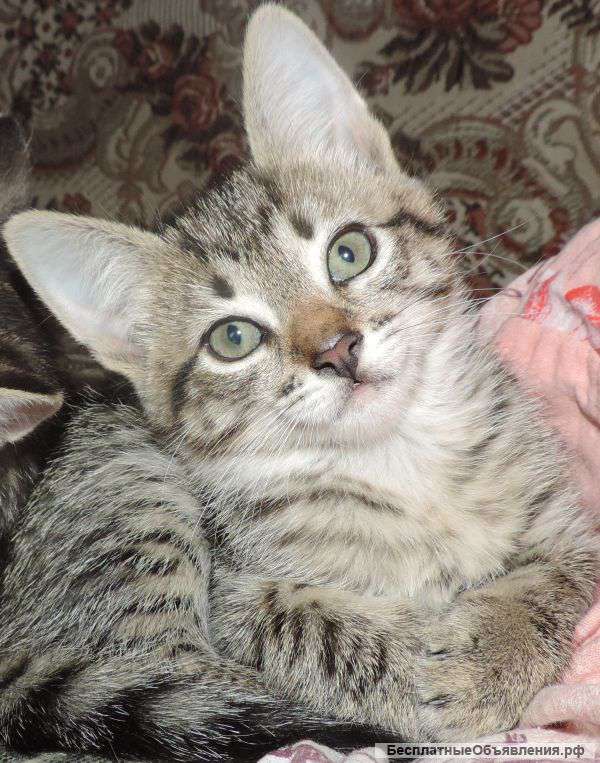 Умная кошечка Марся (2 мес) ищет хозяев