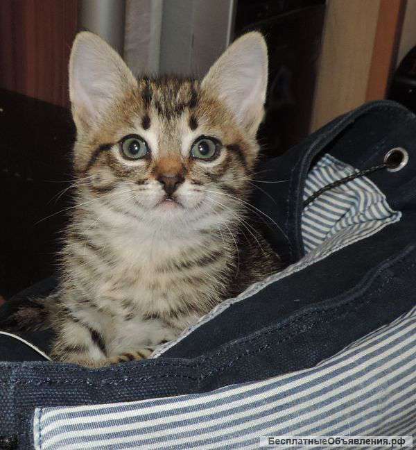 Ласковая кошечка Тигра ищет дом (2 мес)