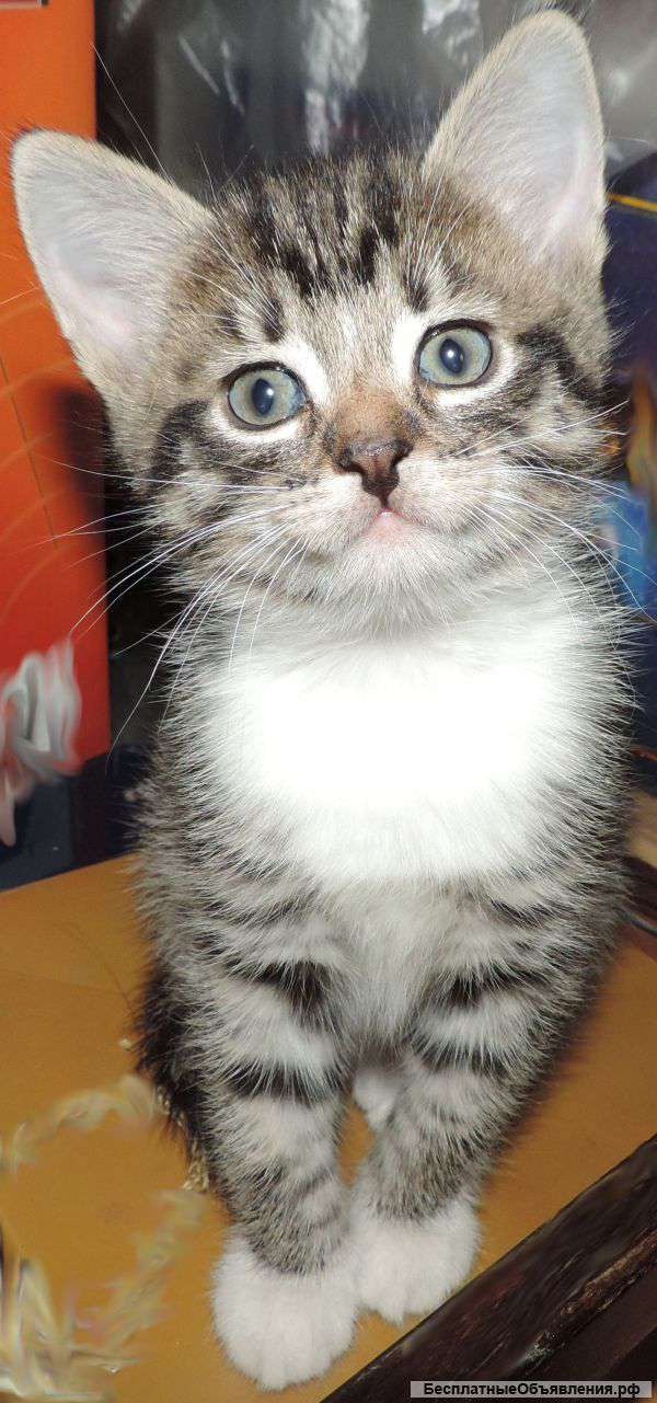 Чудесная кошечка Манечка (2 мес) ищет дом