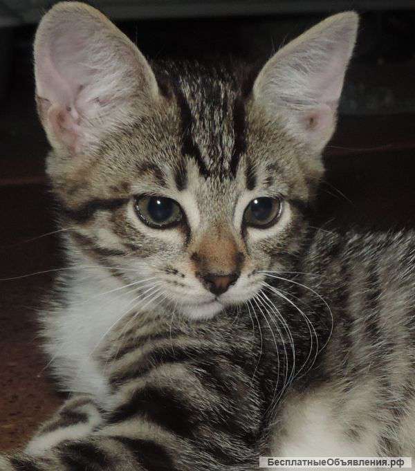 Милая кошечка Варежка (2 мес) ищет дом