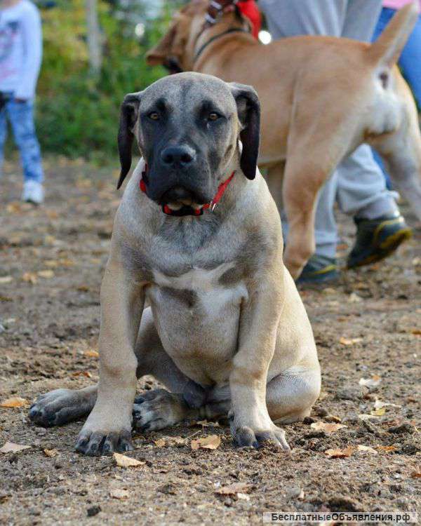 Щенки Южноафриканского бурбуля