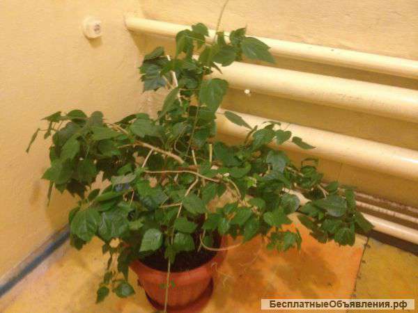 Японскую розу