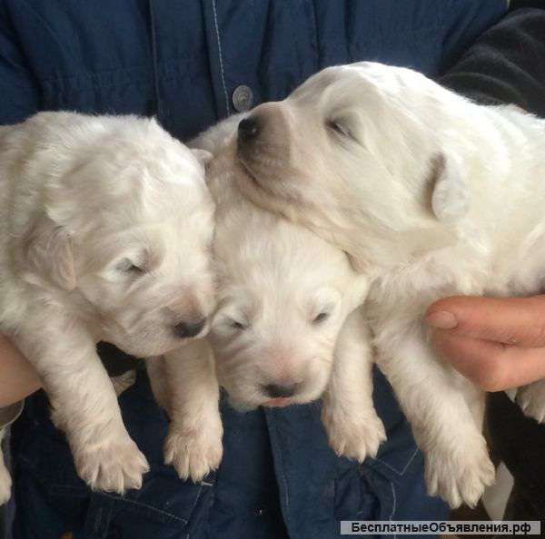 Щенки Мареммо-Абруцкой овчарки