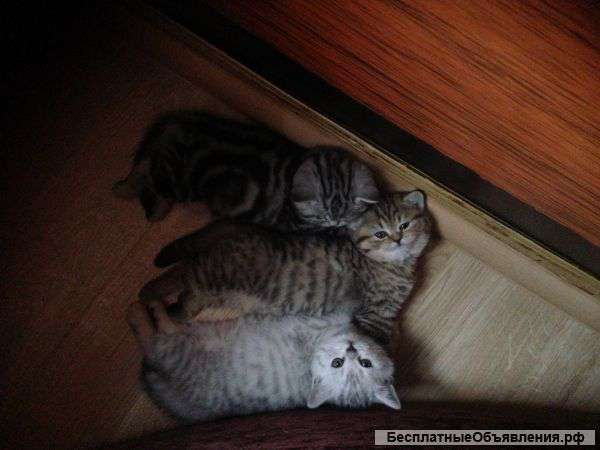 Котята