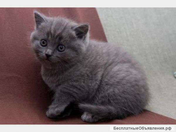 Милый Котенок