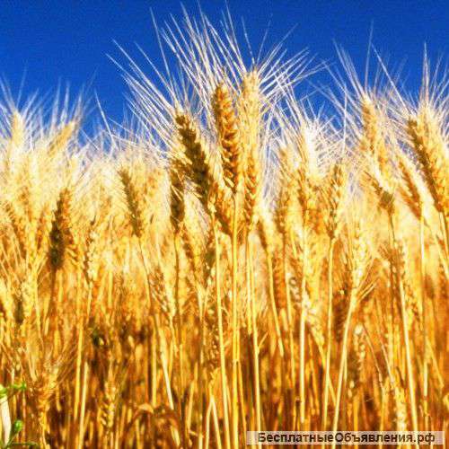 Семена озимой пшеницы, ячменя, тритикале