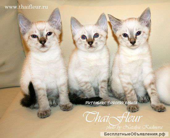 Тайские котята (сил пойнт и тебби)