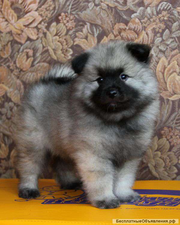 Кеесхонд/Вольфшпиц