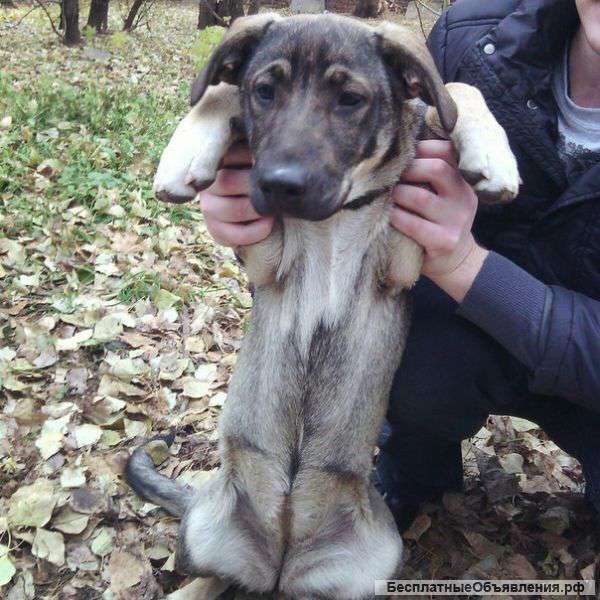 Щенок (4 мес.) по имени Лайма ищет дом