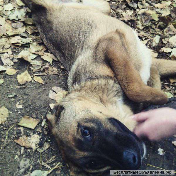 Красивый мальчик Лис ищет дом (щенок 4 мес.)