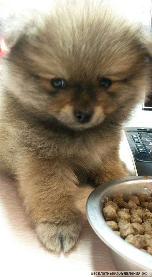 Немецкий миниатюрный шпиц