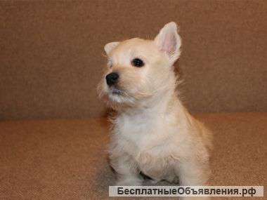 Щенков вест-хайленд-уайт-терьера