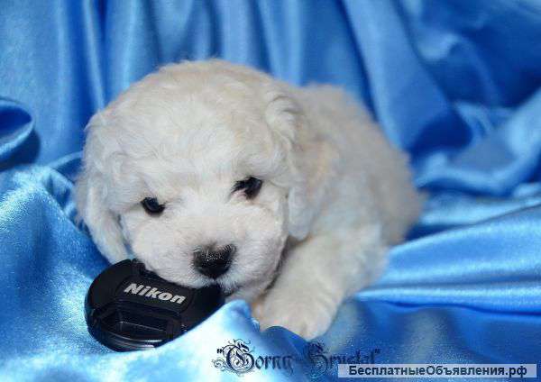 Бишон Фризе - шикарные щенки