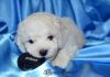 Бишон Фризе - шикарные щенки