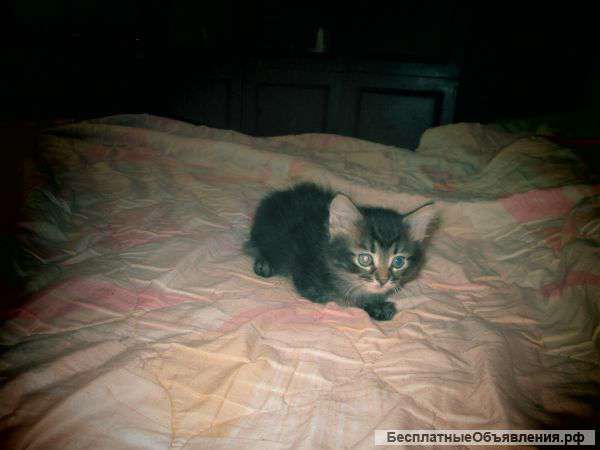 Красивые котята в лучшие руки