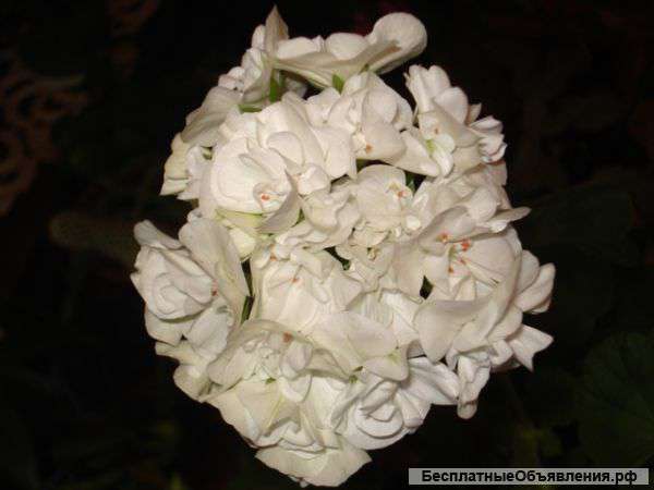 Пеларгония белая махровая