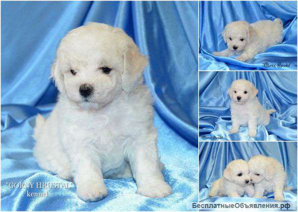 Элитные щенки Бишон Фризе