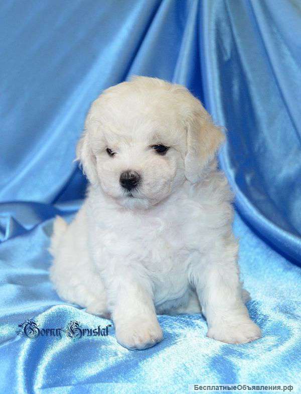 Бишон Фризе - белоснежные щеночки