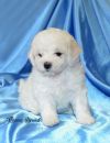 Бишон Фризе - белоснежные щеночки