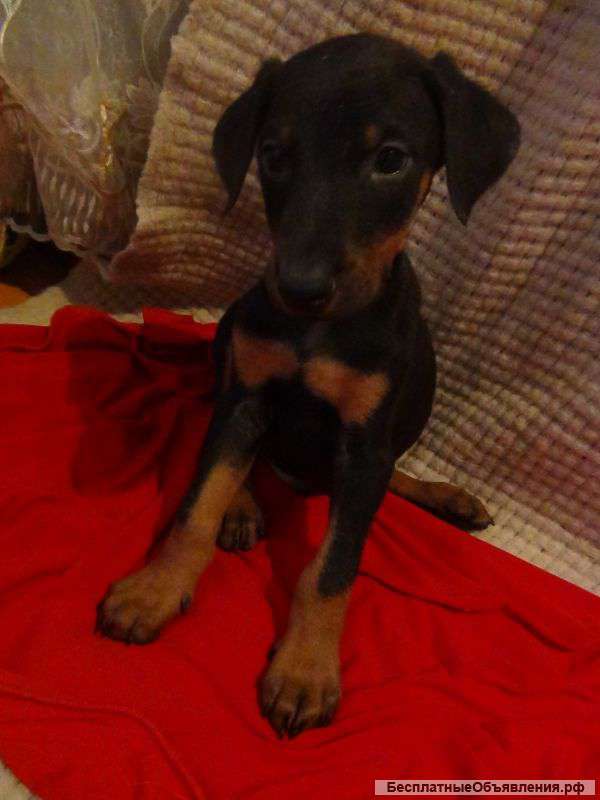 Щенки добермана