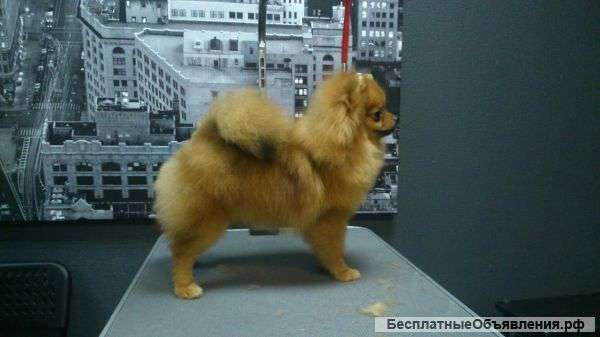 Стрижка собак