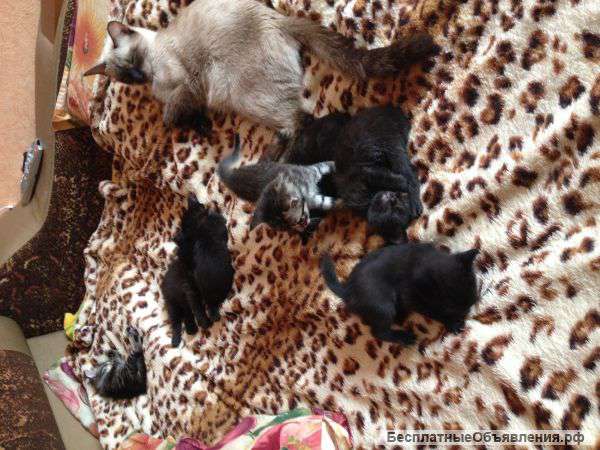 Котята метисы
