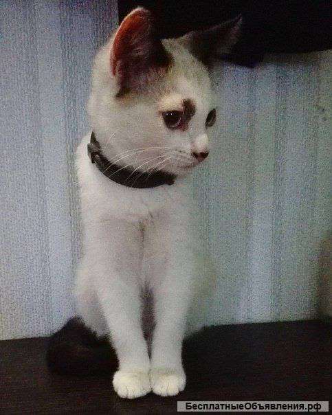 Отдам котенка в добрые руки