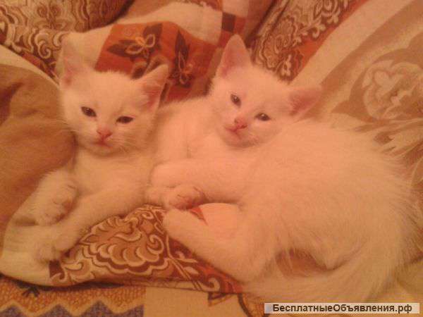 Отдам котят в добрые руки