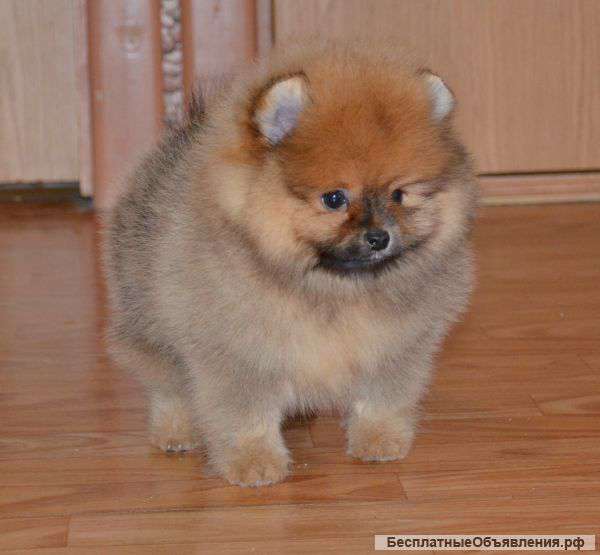 Мальчик шпица не дорого