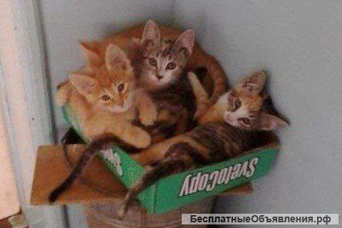 Ласковые котята ищут дом