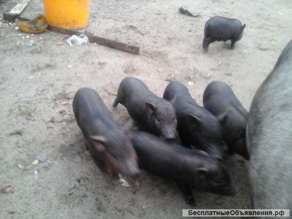 Вьетнамские поросята