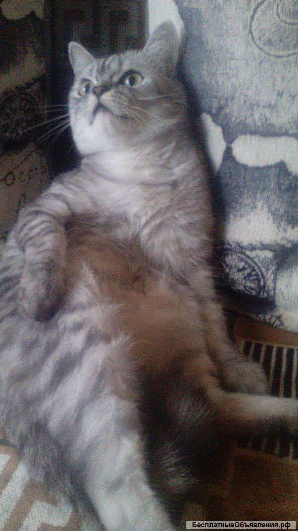 Отдам красивую кошечку