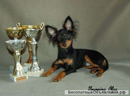 Мальчик русского той терьера Д/Ш