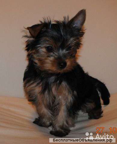 Очаровательные щенки ищут себе хозяина